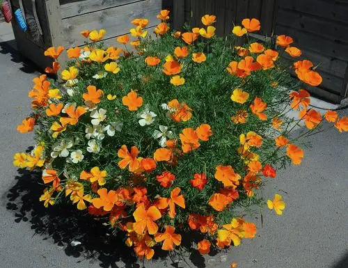 Cut Flowers for a Cutting Garden