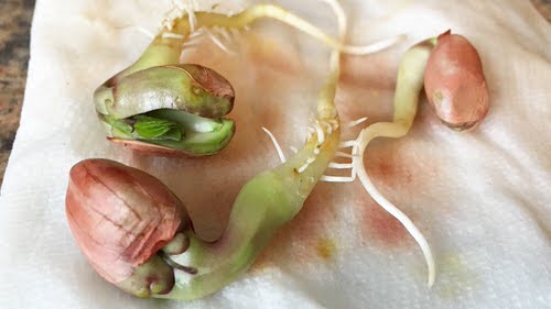 best Peanut Hack to grow