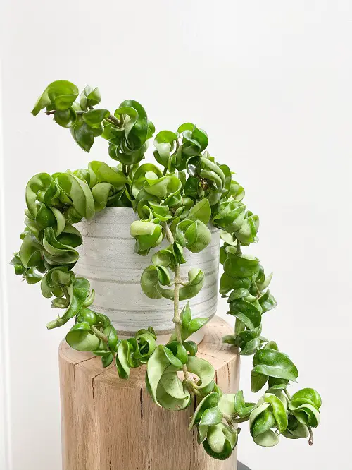 Grow it in a Small Pot on a Wooden Log