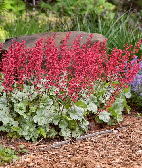 For Shade, Perennials That Bloom Throughout Summer 6