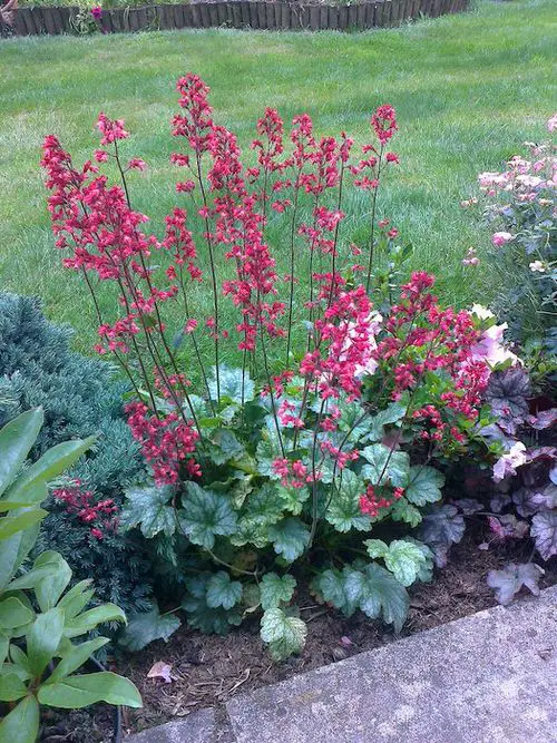 top Beautiful Blossoms that Begin with 'C'