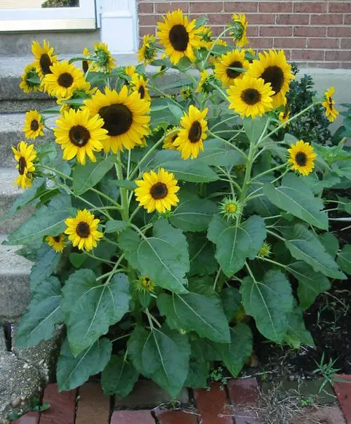 best Dog-friendly plants