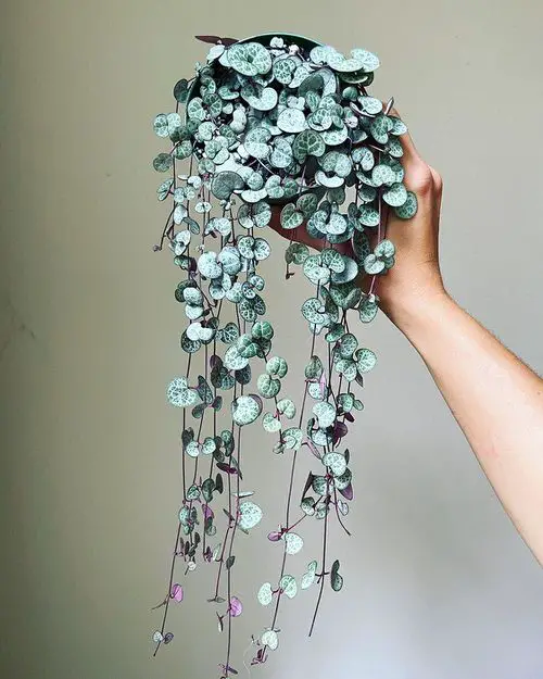 Types of String of Hearts Varieties