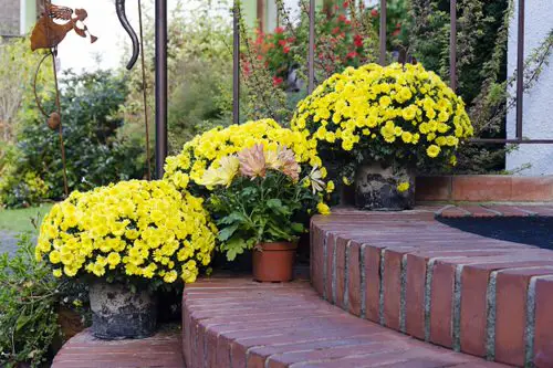 Gorgeous Blooms that Begin with the Letter 'C'