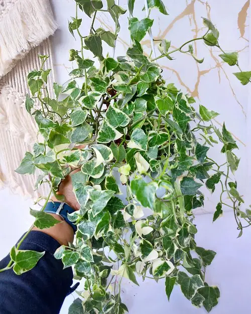 Houseplants for Hanging Baskets
