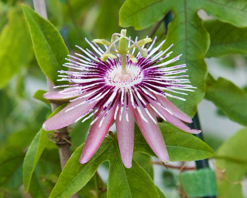 beautiful Best Passion flower Varieties