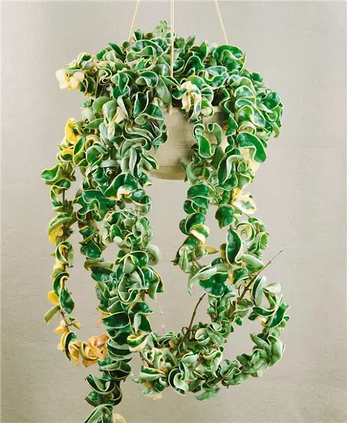 Let it Trail Down a Hanging Basket