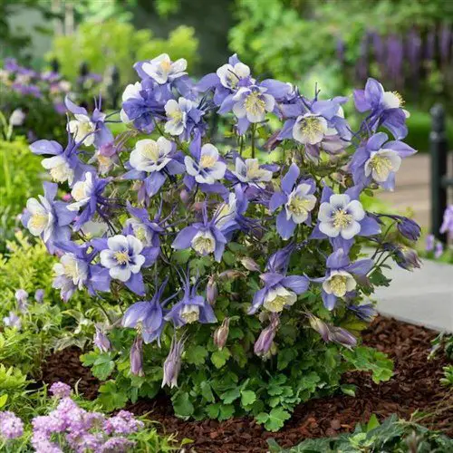 best Gorgeous Blooms that Begin with the Letter 'C'