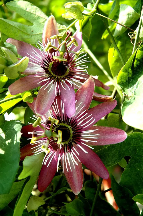top Passion flower Varieties