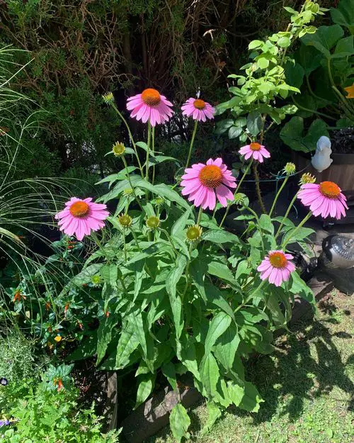 top Gorgeous Blooms that Begin with the Letter 'C'
