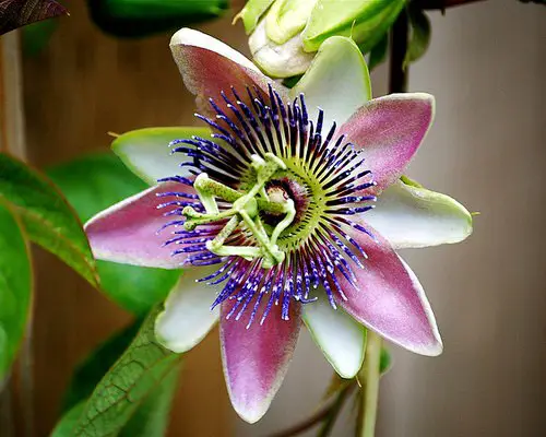 top Passion flower Varieties in garden