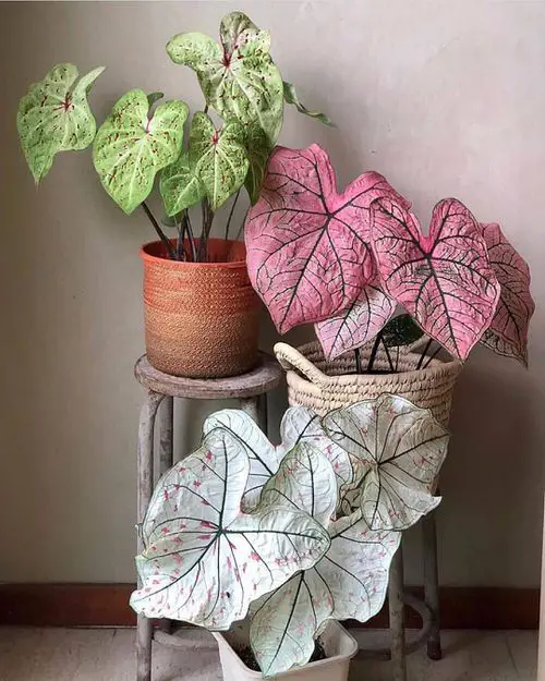 Variegated Caladium Trio in Fabric Planters