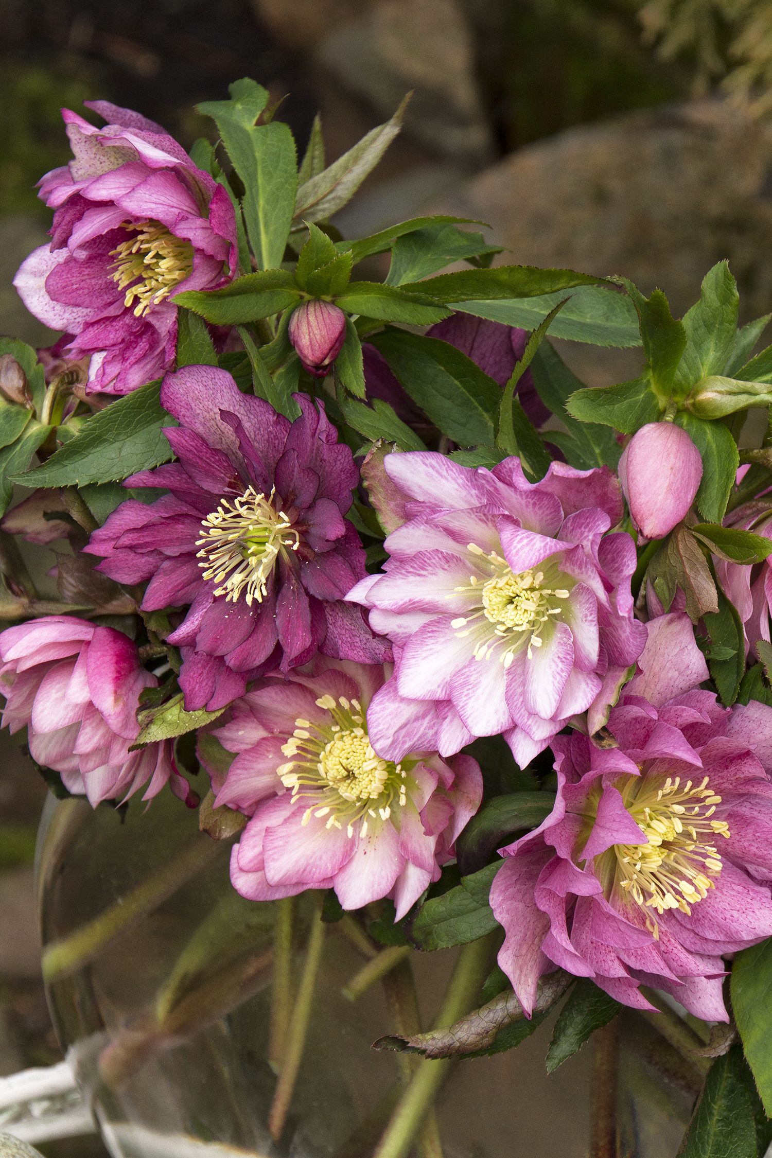 Best Types of Hellebores Varieties in garden