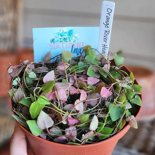 Beautiful Types of String of Hearts Varieties indoor