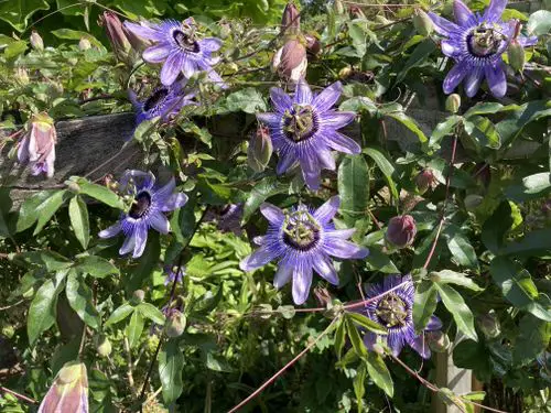 best Types of Passionflower Vines