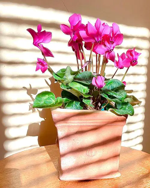 Blooms that Begin with the Letter 'C'