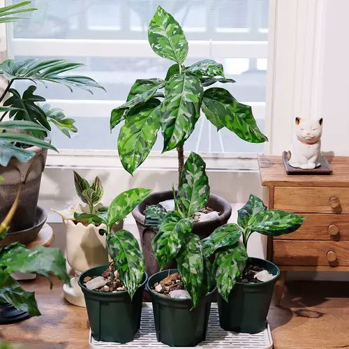 Lesser Known Aglaonema Varieties