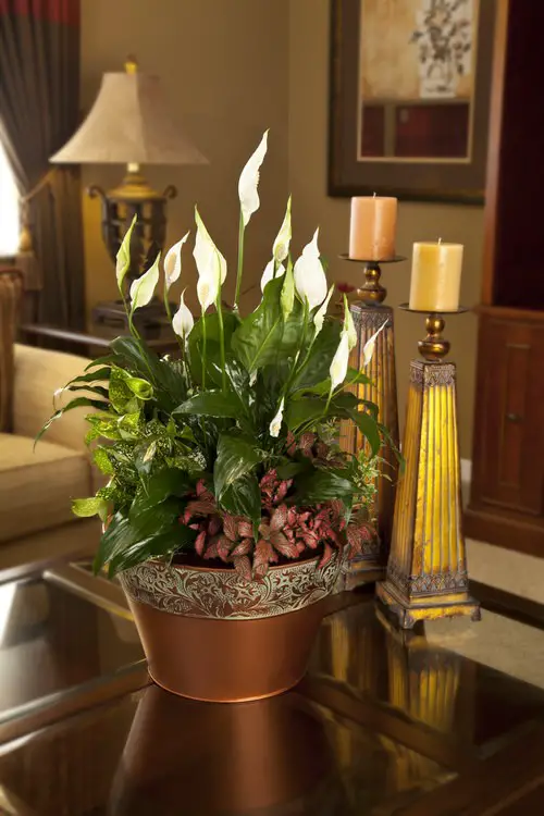 Stunning Peace Lilies in a Copper Tub