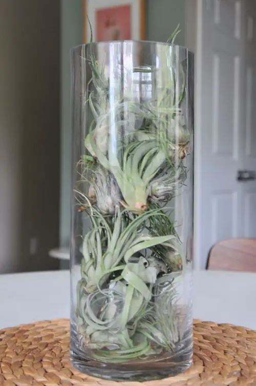 Tall Air Plant Terrarium