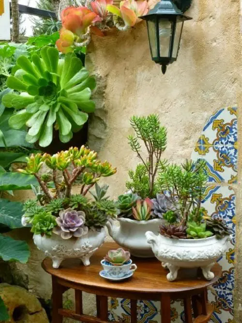 Succulent Jungle in Porcelain Antiques