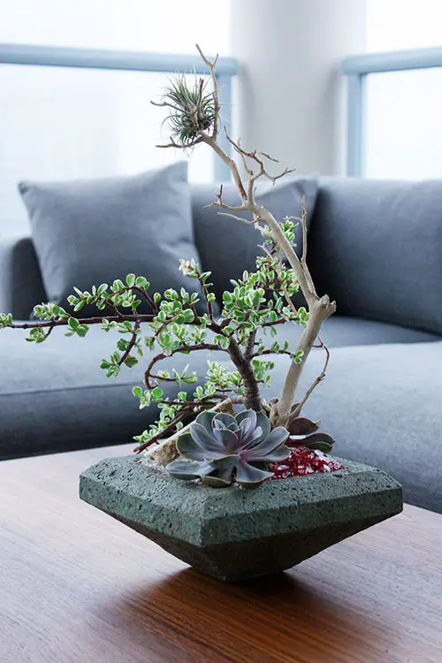 Bonsai and Succulents in a Concrete Mold