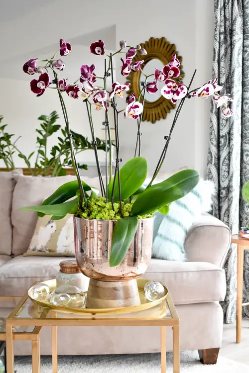 Orchids in Glossy Metal Planter