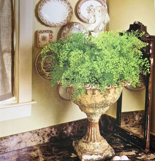 Fern in a Rustic Urn Planter