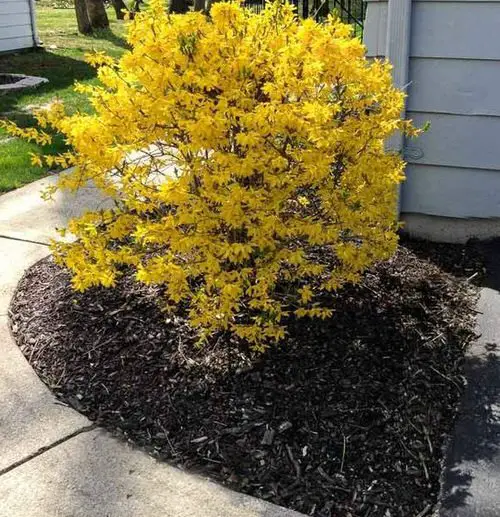 A Charming Yellow Plant on Front Yard
