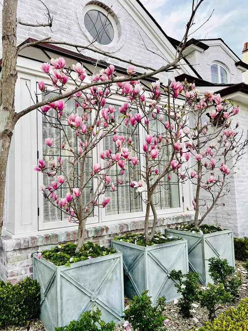 What is Magnolia
