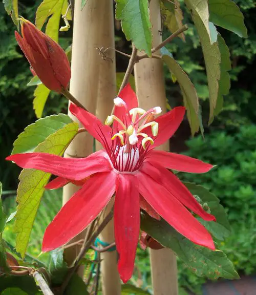 Types of Passionflower Vines  in yard