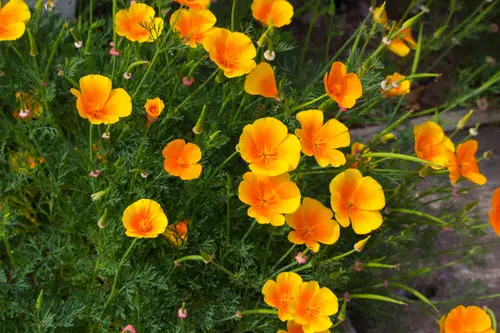 top Stunning Flowers that Start with 'C'