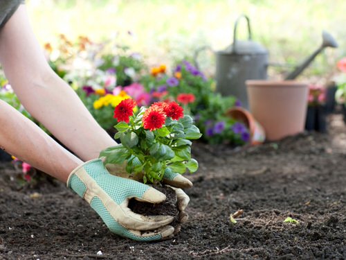 Growing Annuals More than the Perennials