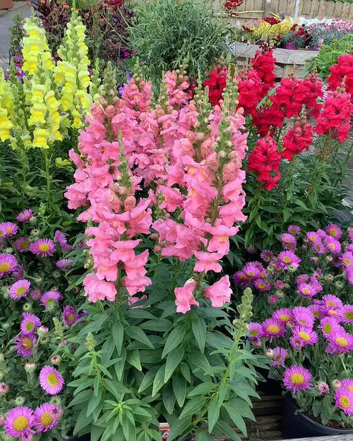 The Best Flowers for Quick Growth 3