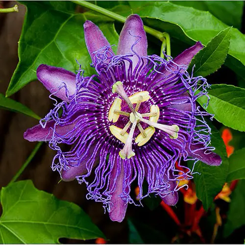 beautiful Types of Passionflower Vines 