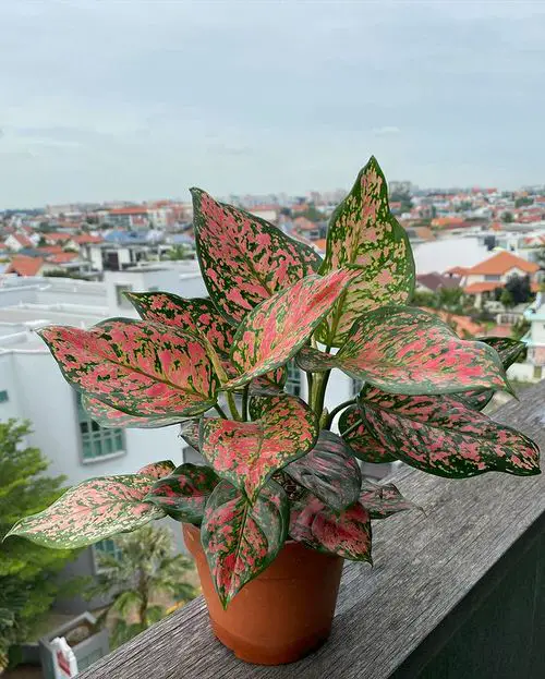 beautiful Tricolor Aglaonemas You Must Grow