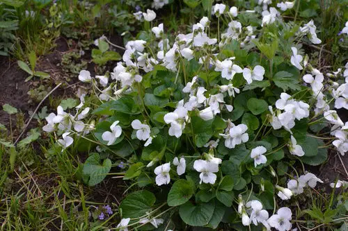 beautiful Stunning Flowers that Start with 'C'