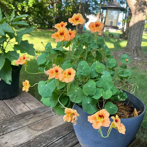 Best Flowers for Fast Growth