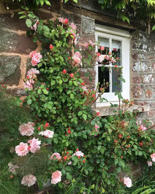 Most Fragrant Climbers in garden