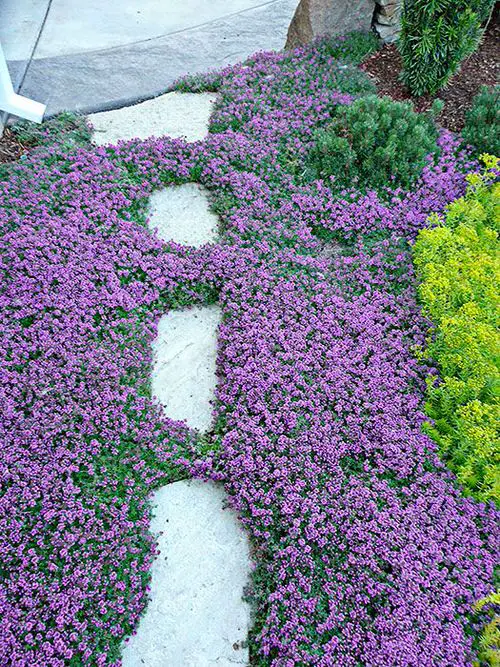 Beautiful Creeping Thyme Lawn Ideas 3