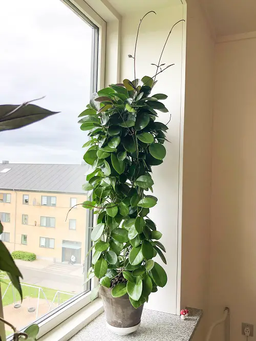 Keep hoya it By a Windowsill By Giving a Tall Support to Climb