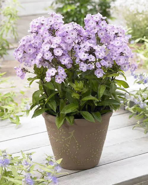 Best Flowers for Speedy Growth 1