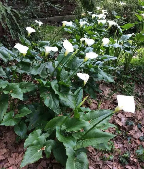 Flowers that Start with 'C'