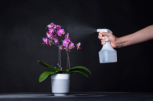 Lemon Juice for Orchids Prevents Pests
