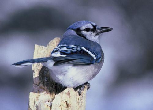 Keep Birds Away From Garden With Red Veggies