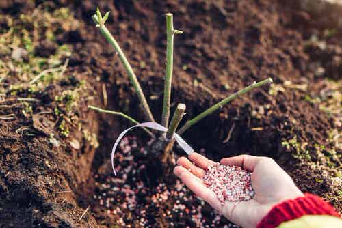 Overfeeding the Plants