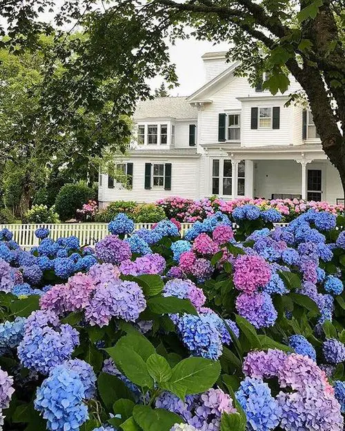 A Colorful Blooming Yard of Hydrangeas!