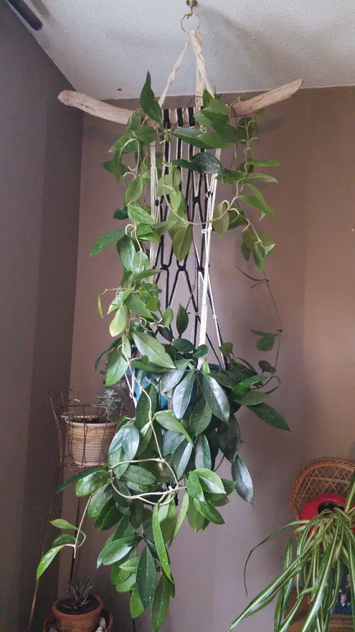 Keep hoya it in a Macrame Planter Swinging from a Wooden Branch