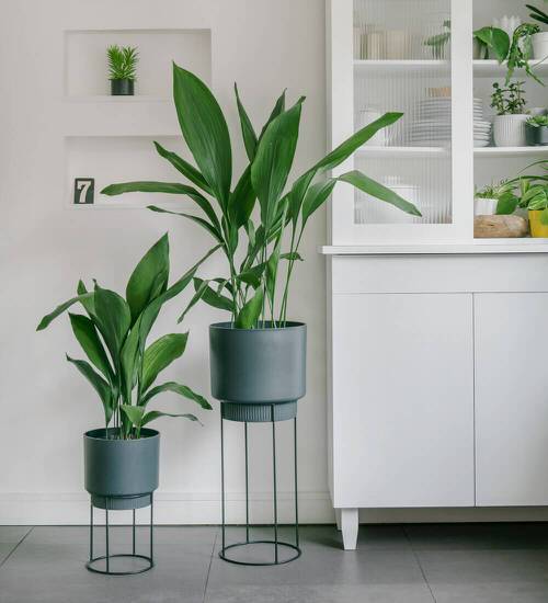 A Pair of Cas Irons By a Kitchen Shelf