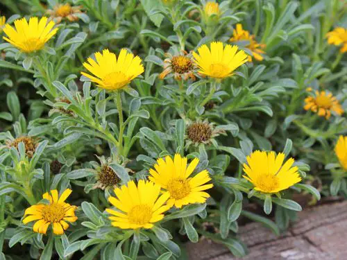 Amazing Stunning Flowers that Start with 'C'