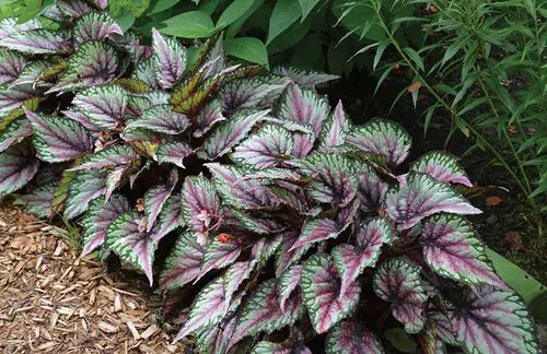 Growing Fussy Varieties